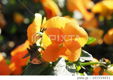 オレンジ色のパンジーの花 オレンジ色のパンジーの花 101554931
