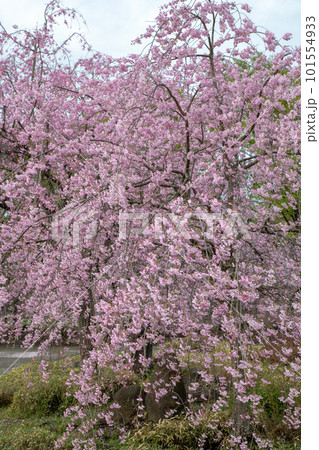 満開のシダレザクラ 大宮花の丘公苑 さいたま市 満開のシダレザクラ 大宮花の丘公苑 さいたま市 101554933