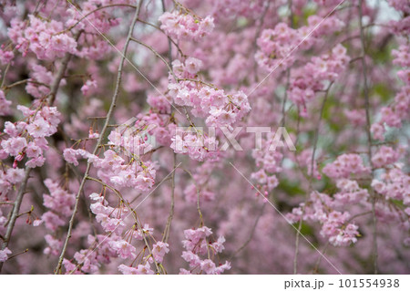 満開のシダレザクラ 大宮花の丘公苑 さいたま市 満開のシダレザクラ 大宮花の丘公苑 さいたま市 101554938