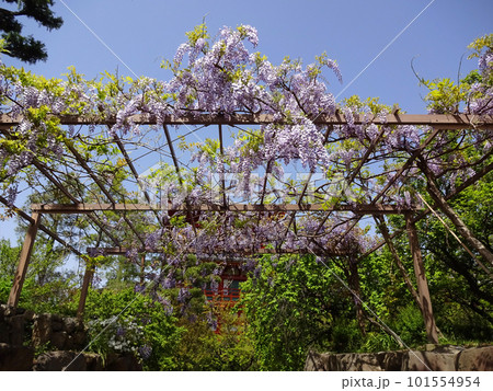 大阪市鶴見区にある念法眞教の総本山　金剛寺の藤棚 101554954