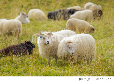 Icelandic Sheep Graze in the Mountain Meadow, Group of Domestic Animal in Pure and Clear Nature. Beautiful Icelandic Highlands. Ecologically Clean Lamb Meat and Wool Production. Scenic Area 101554977