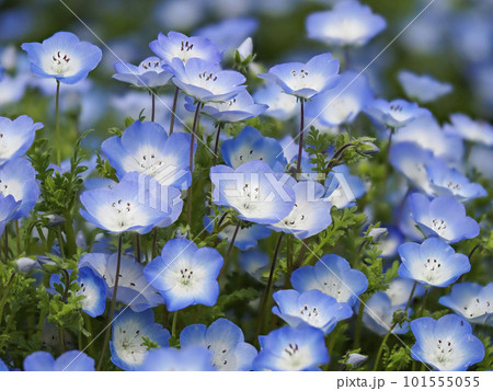 青いネモフィラの花 101555055
