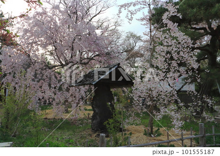 春の小諸城址(小諸八重紅枝垂) 春の小諸城址(小諸八重紅枝垂) 101555187