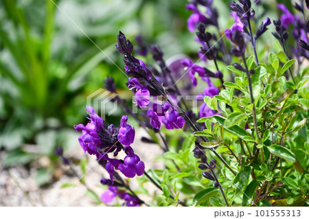 サルビア・ミラージュ サルビア・ミラージュ 101555313