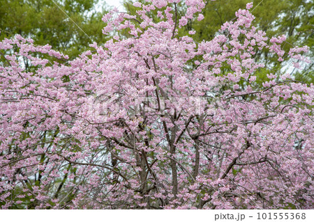 満開のさくら 大宮花の丘公苑 さいたま市 満開のさくら 大宮花の丘公苑 さいたま市 101555368