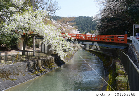 春の琵琶湖疏水　京都市 山科区 101555569