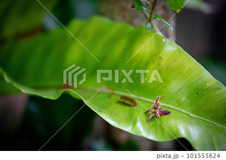 オオタニワタリの葉に落ちる枯れたザクロ 101555624