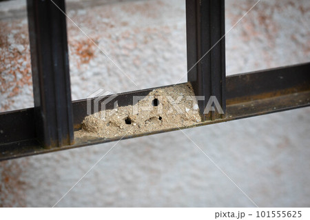 土蜂の巣 101555625