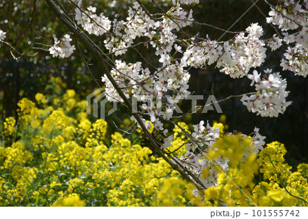 満開の桜と菜の花 満開の桜と菜の花 101555742