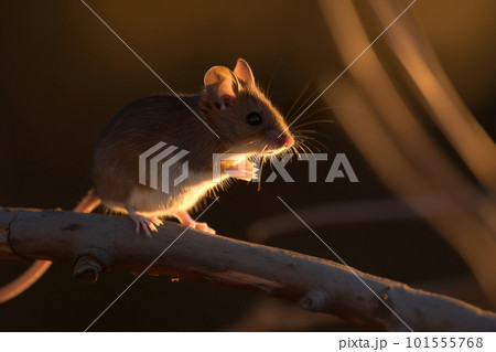 A mouse sitting on top of a tree branch. AI generative image 101555768