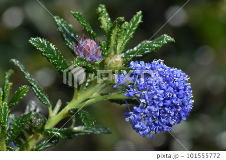 カリフォルニアライラック 101555772