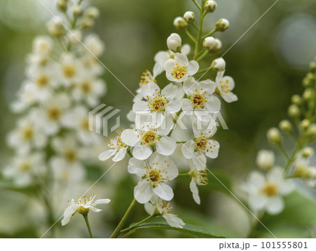 チョークチェリーの白い花 101555801