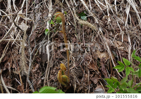 天空への道案内 天空への道案内 101555816