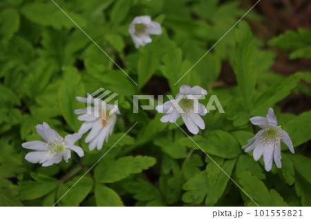天空への道案内 天空への道案内 101555821