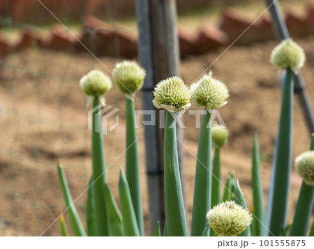 畑に植えられた長葱と葱坊主 101555875