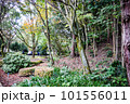 滋賀県びわこ文化公園の晩秋の風景 101556011