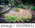滋賀県びわこ文化公園の晩秋の風景 101556012