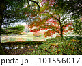 滋賀県びわこ文化公園の晩秋の風景 101556017