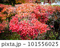 滋賀県びわこ文化公園の晩秋の風景 101556025