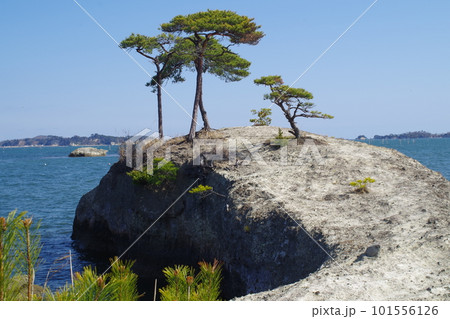 天然の桟橋松島馬の背子馬の景色 天然の桟橋松島馬の背子馬の景色 101556126
