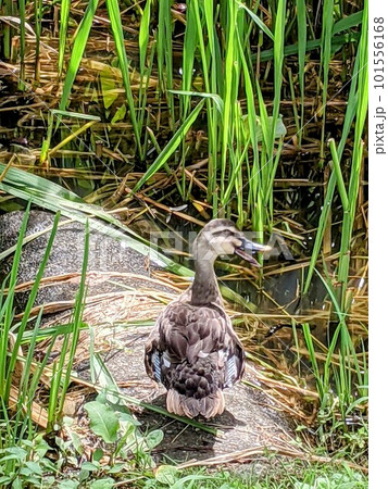カルガモがこちらを振り向く姿 101556168