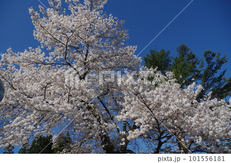 棚田に色添える桜色 棚田に色添える桜色 101556181