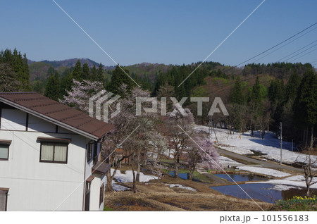 棚田に色添える桜色 101556183