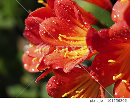 水滴の付いたクンシランの花 101556206