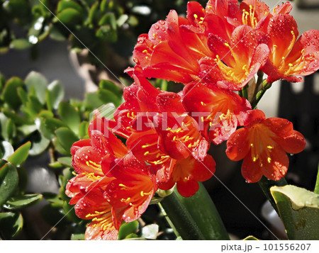 水滴の付いたクンシランの花 水滴の付いたクンシランの花 101556207