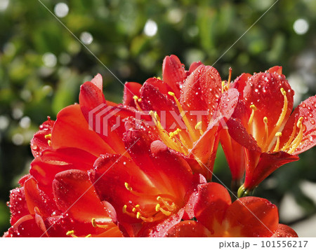 水滴の付いたクンシランの花 水滴の付いたクンシランの花 101556217