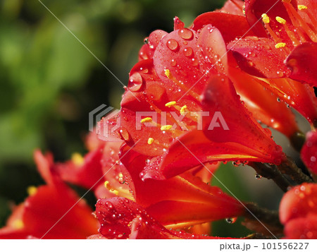 水滴の付いたクンシランの花 101556227