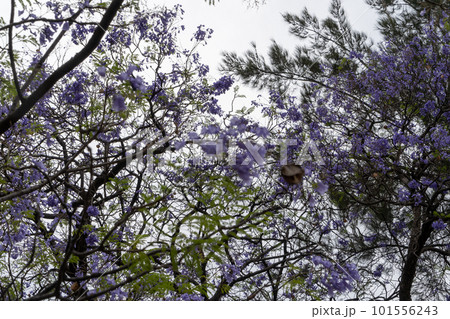 メキシコのハカランダの花3 101556243