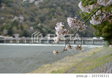 春の嵐山 渡月橋 京都市西京区 春の嵐山 渡月橋 京都市西京区 101556311