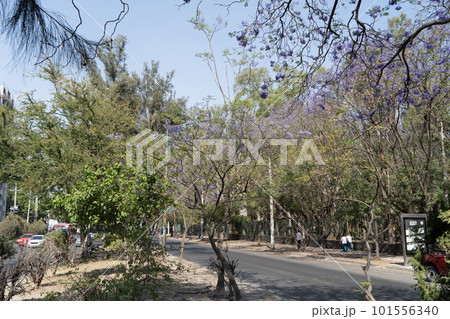 メキシコのハカランダの花21 メキシコのハカランダの花21 101556340