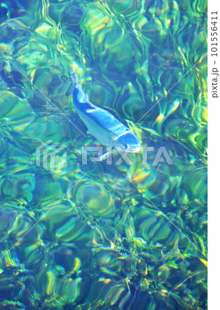 忍野八海の風景　湧き池の水面 101556411