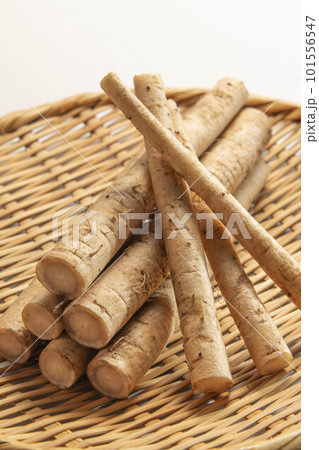 新鮮で美味しい牛蒡 新鮮で美味しい牛蒡 101556547