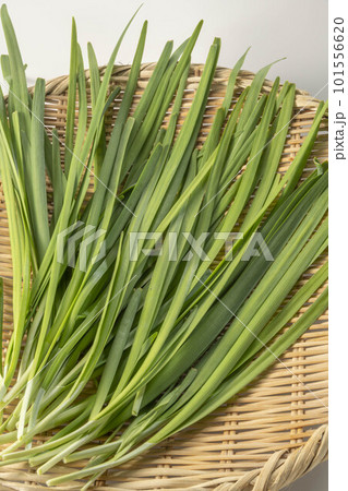 新鮮で美味しいニラ 101556620