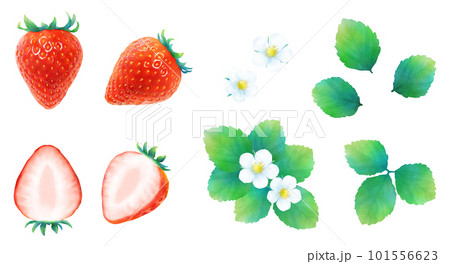 熟した赤いイチゴと葉と花のイラストセット_新鮮で甘いかわいいフルーツ_水彩 101556623