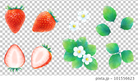 熟した赤いイチゴと葉と花のイラストセット_新鮮で甘いかわいいフルーツ_水彩 101556623