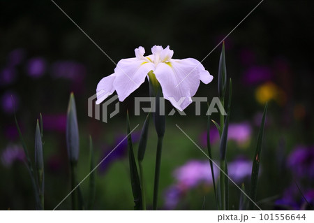 白い花菖蒲 101556644