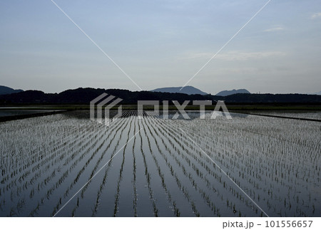 田植えが終わった水田 田植えが終わった水田 101556657