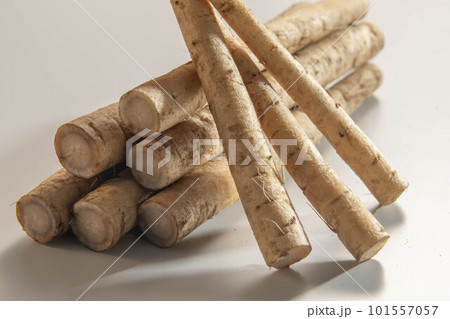 新鮮で美味しい牛蒡 新鮮で美味しい牛蒡 101557057