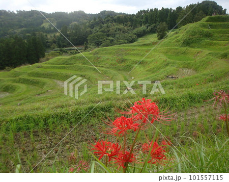 秋の稲刈りを終えた大山千枚田、盛りを過ぎた彼岸花 101557115