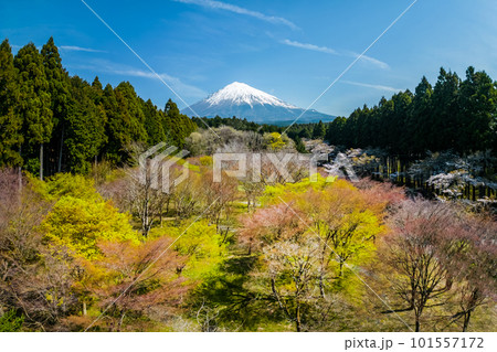 春の富士山　 mountain, Mt. Fuji  101557172