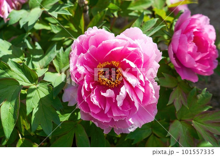 光を浴びて輝く満開のピンクのボタンの花 101557335