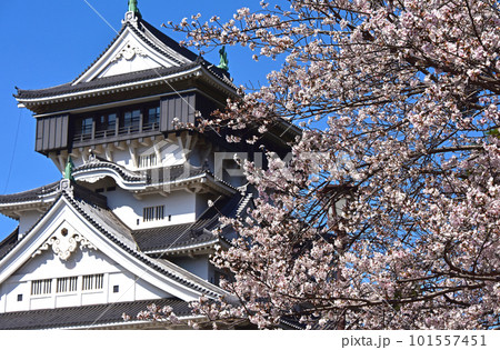 お城と桜 福岡県 北九州市 小倉城 お城と桜 福岡県 北九州市 小倉城 101557451