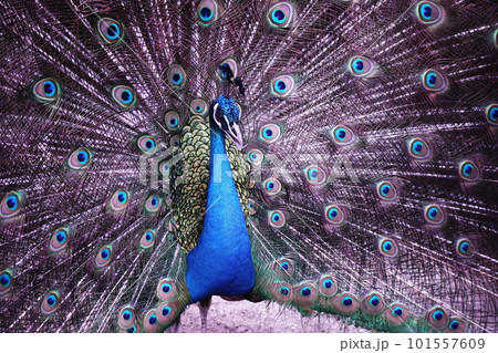 美しい羽を広げた孔雀 101557609