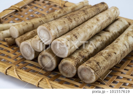 新鮮で美味しいカット牛蒡 新鮮で美味しいカット牛蒡 101557619