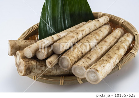 新鮮で美味しいカット牛蒡 新鮮で美味しいカット牛蒡 101557625