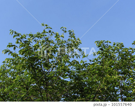 青空に映える新緑の背景素材 青空に映える新緑の背景素材 101557640